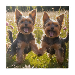 Yorkshire Terriers spelar i Grass Kakelplatta