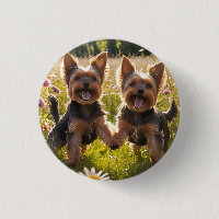 Yorkshire Terriers spelar i Grass