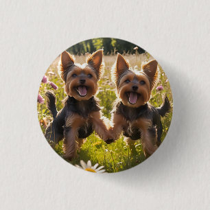 Yorkshire Terriers spelar i Grass Knapp