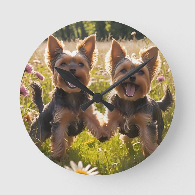 Yorkshire Terriers spelar i Grass Rund Klocka (Framsida)