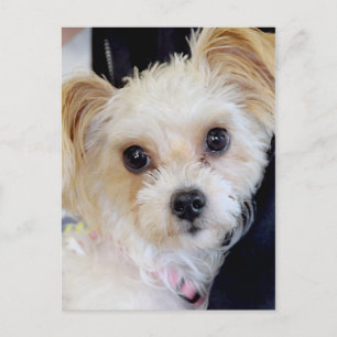 Yorkshire (Yorkie)/Shih Tzu Postcards Vykort
