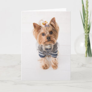 yorkshireterrier i tröja kort