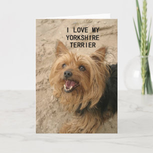 Yorkshireterrier kärlek med bild svart och tan kort
