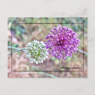 Yorktown Onion Postcard - Historic Virginia Vykort
