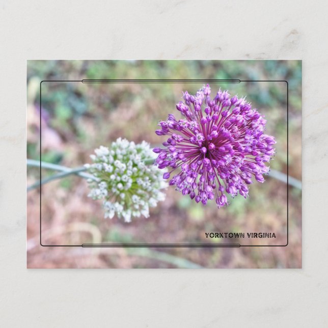 Yorktown Onion Postcard - Historic Virginia Vykort (Framsida)