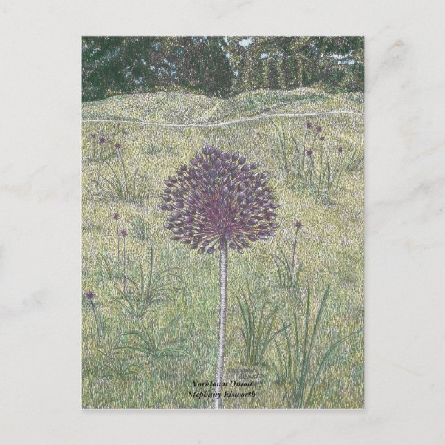 Yorktown Onion Vykort (Framsida)