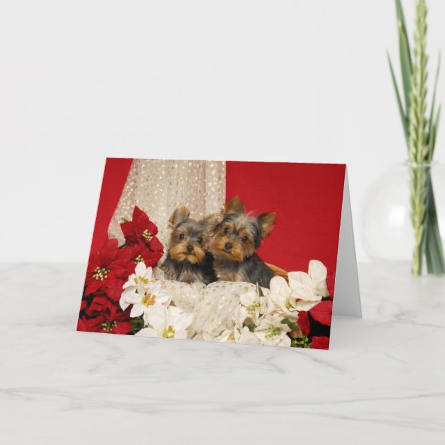 Yorkvalpar med Poinsettias Helgkort (Framsida)