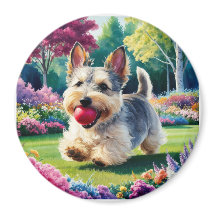 Yorshire Terrier Puppy som spelar i parken