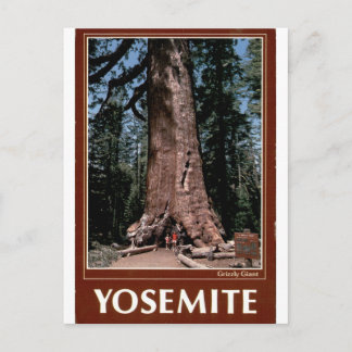 Yosemite Grizzly Giant Vintage Sekvoja Porträtt Vykort