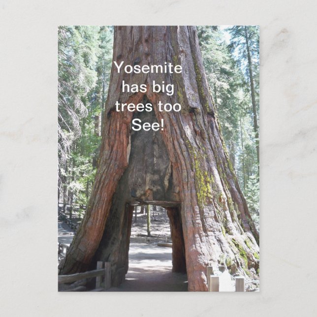 Yosemite har ett vykort med stort Träd (Framsida)