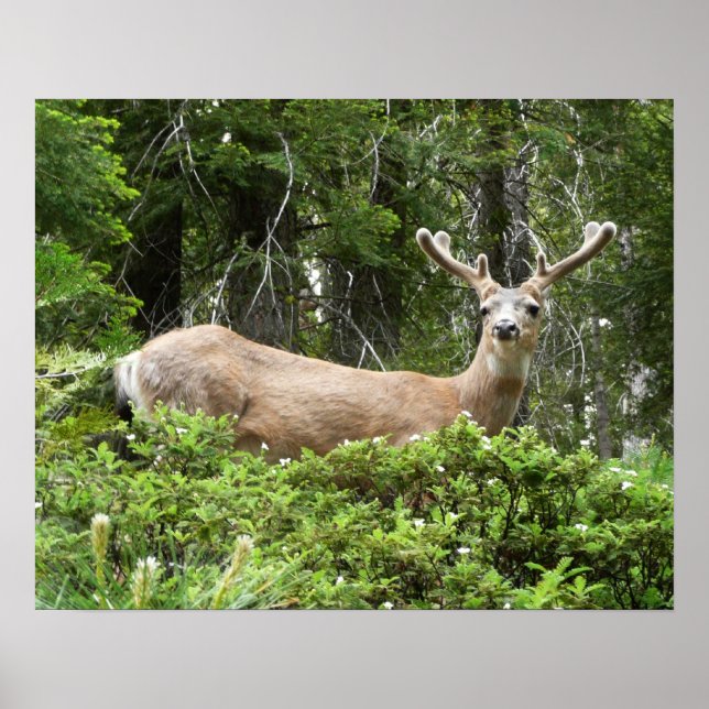 Yosemite Hjort Naturfotografi Poster (Framsidan)