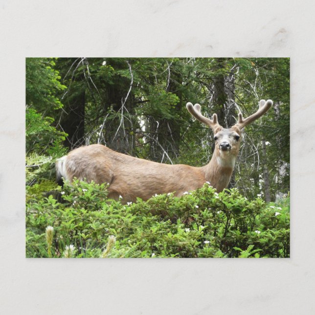 Yosemite Hjort Naturfotografi Vykort (Framsida)