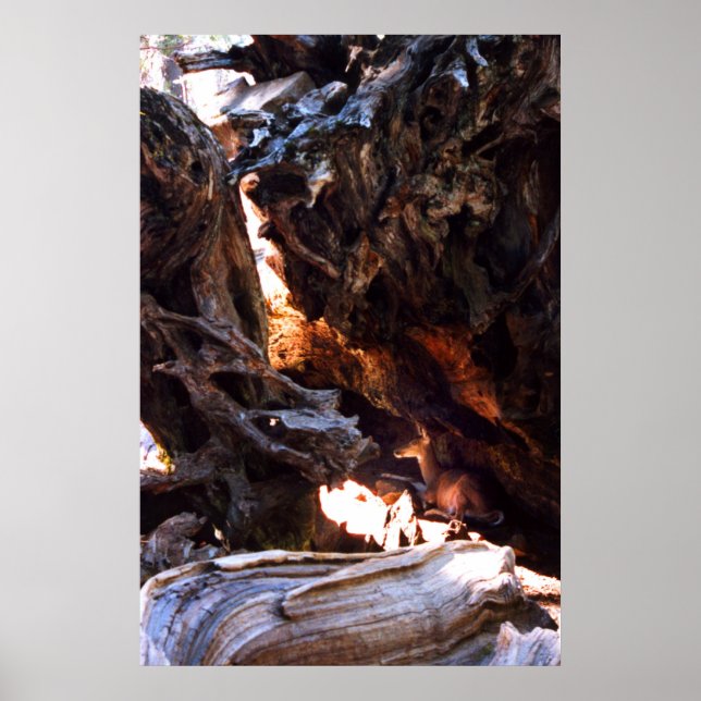 Yosemite Hjort Poster (Framsidan)