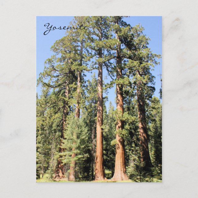 Yosemite National Park Sequoia träd Photo Postcard Vykort (Framsida)