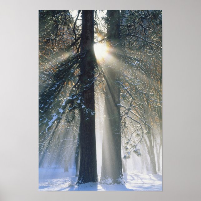 Yosemite National Park - streaming av Sol-strålar Poster (Framsidan)