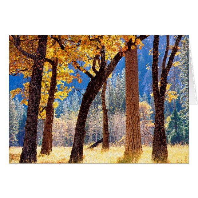 Yosemite nationalpark hälsningskort (Framsidan Horizontal)