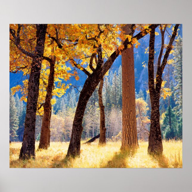 Yosemite nationalpark poster (Framsidan)