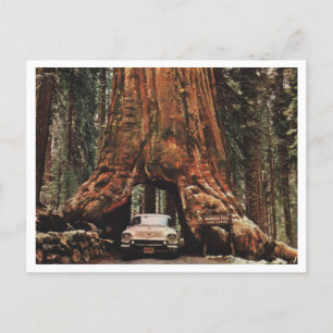 Yosemite NP, Wawona Träd, 1959 Vintage Inspired Vykort