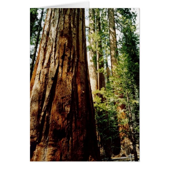 Yosemite Redwood Card Hälsningskort (Framsidan)