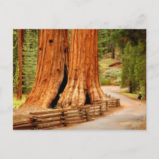 Yosemite redwood träd vykort