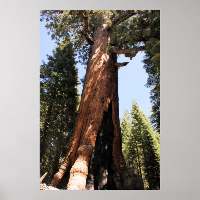 Yosemite sekvoia färg-fotot poster utskrift (Framsidan)