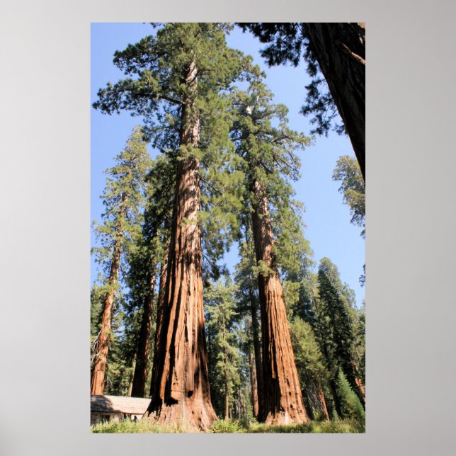 Yosemite Sequoias Poster (Framsidan)