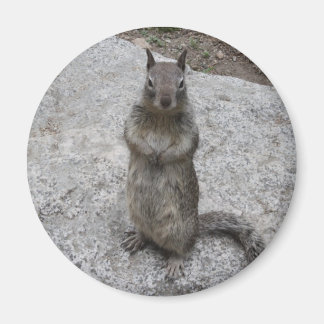 Yosemite Squirrel Magnet
