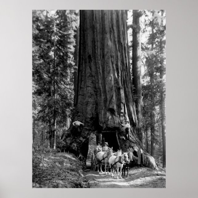 YOSEMITE TUNNEL REDWOOD c. 1902 Poster (Framsidan)