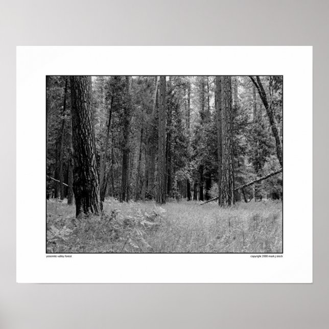 Yosemite Valley Forest Poster (Framsidan)