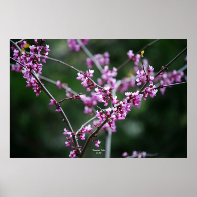 Yosemites Färg Poster (Framsidan)