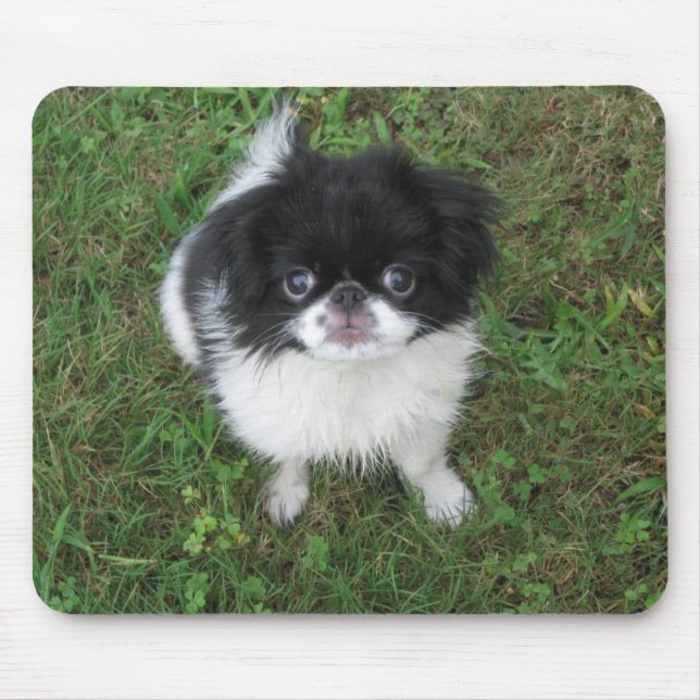 Yoshi Musmatta (Framsidan)