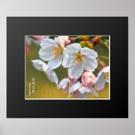 Yoshino Cherry ポスター Poster