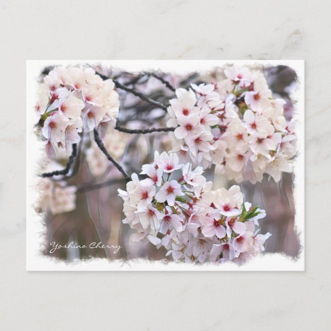 Yoshino Cherry ポストカード Vykort (Framsida)