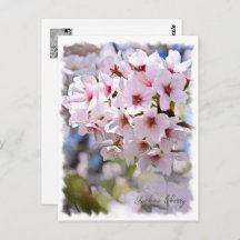 Yoshino Cherry ポストカード