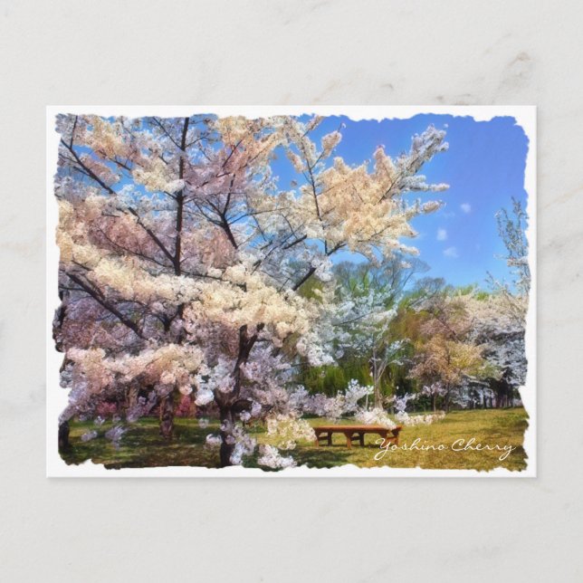 Yoshino Cherry ポストカード Vykort (Framsida)