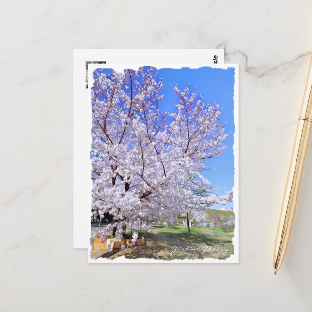 Yoshino Cherry ポストカード Vykort (Fram/Back In Situ)