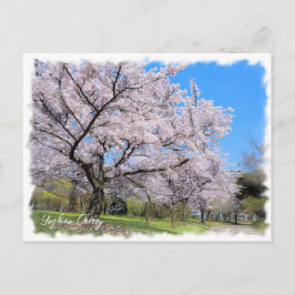 Yoshino Cherry ポストカード Vykort