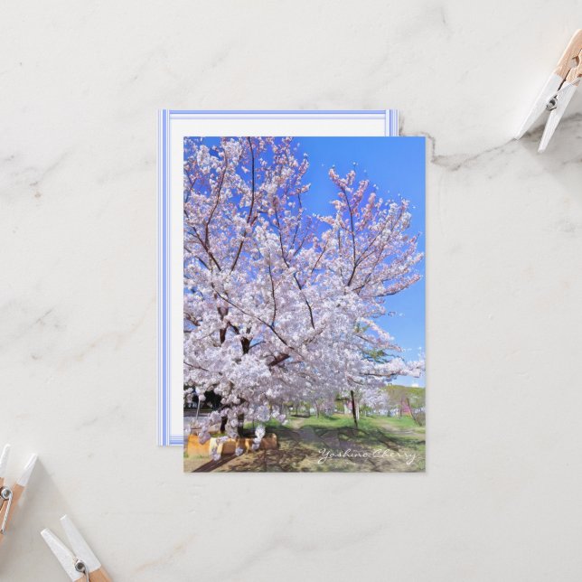 Yoshino Cherry: Flat Card カード Kort (Fram/Back In Situ)