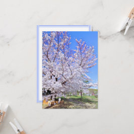 Yoshino Cherry: Flat Card カード Kort