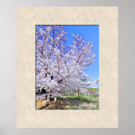 Yoshino Cherry Poster