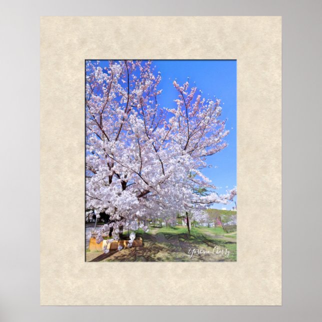 Yoshino Cherry Poster (Framsidan)
