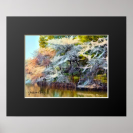 Yoshino Cherry Poster