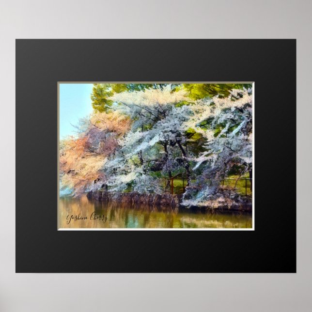 Yoshino Cherry Poster (Framsidan)