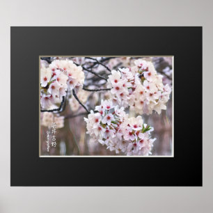 Yoshino Cherry Poster