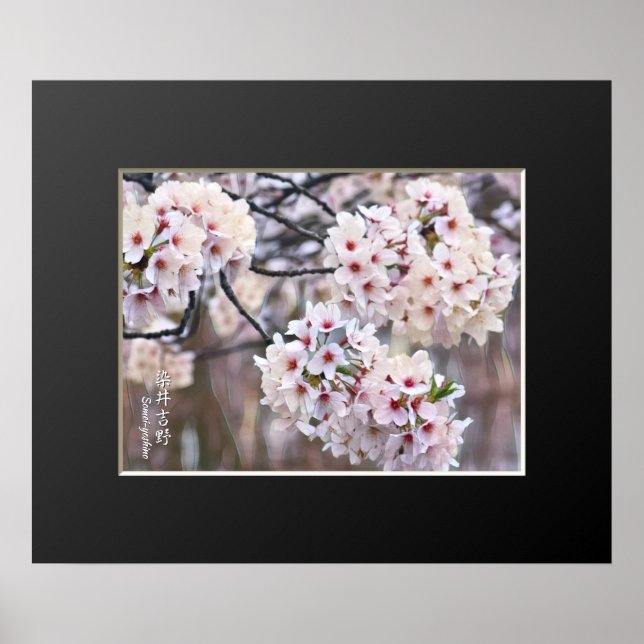 Yoshino Cherry Poster (Framsidan)