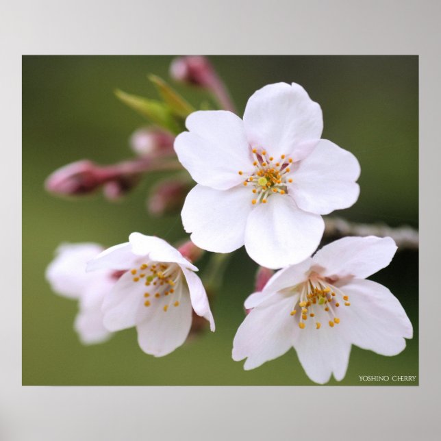 Yoshino Cherry:Poster Poster (Framsidan)