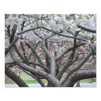 Yoshino Cherry Träd 16"x20" fotoutskrift Fototryck