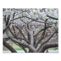 Yoshino Cherry Träd 8"x10" fotoutskrift