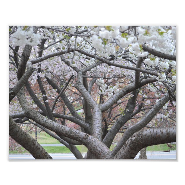 Yoshino Cherry Träd 8"x10" fotoutskrift Fototryck (Framsidan)