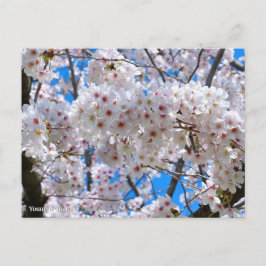 Yoshino Cherry Vykort